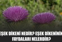 Eşek Dikeninin Faydaları ve Zararları
