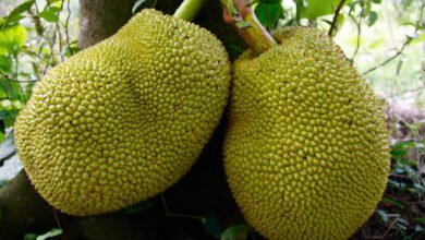 jackfruit 9672612823dce73bcdae08b37a708d8692d248d5