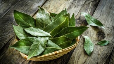 Defne Yaprağı ve Yağının Faydaları defne yaprağı ve yağının faydaları