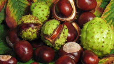 At Kestanesi Kremi Faydaları