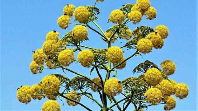 Çakşır Otunun Erkeklere Faydaları Çakşır Otunun Erkeklere Faydaları