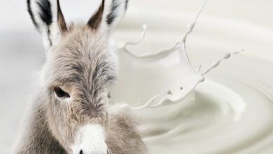 Eşek Sütü Sabunu Faydaları