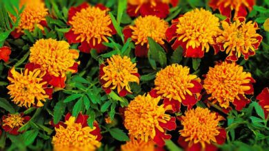 Kadife Çiçeğinin Faydaları