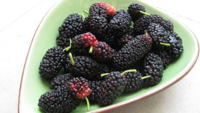 Karadut Özünün Bebeklere Faydaları