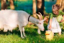 Keçi Sütünün Bebeklere Faydaları