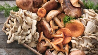 Mantar Faydaları ve Zararları 