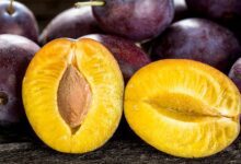 Mürdüm Eriğinin Faydaları