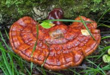 Reishi Mantarı Kapsülü Faydaları