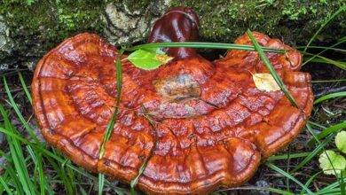 Reishi Mantarı Kapsülü Faydaları