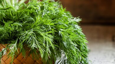 Sabahları Aç Karnına Dereotu Yemenin Faydaları