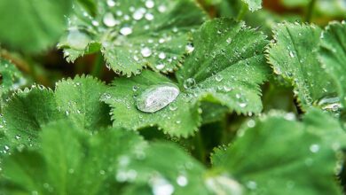 Testere Dişli Aslan Pençesinin Faydaları Testere Dişli Aslan Pençesinin Faydaları