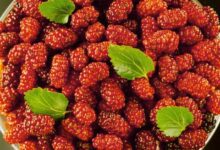 Dut Faydaları Ve Zararları