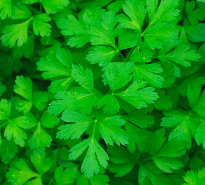 Maydanozun Faydaları Ve Zararları 