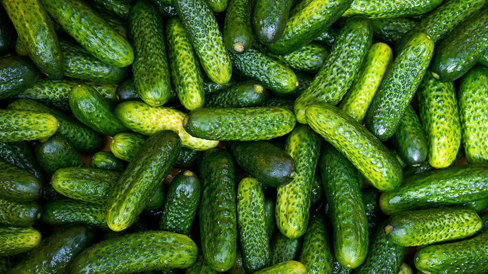 Salatalık Faydaları Ve Zararları