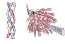 collagen faydalari ve zararlari