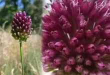 Kapadokya Soğanı Faydaları ve Zararları Kapadokya soğanı faydaları ve zararları