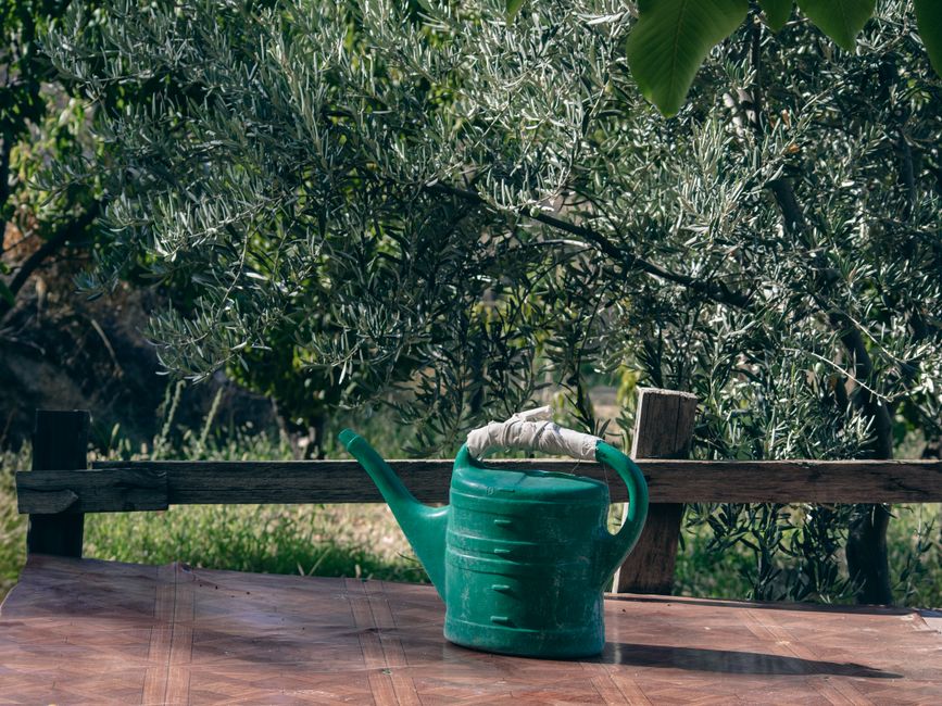 Ayran Suyu Ağacı Kurutur mu? Gerçekler ve Yanılgılar