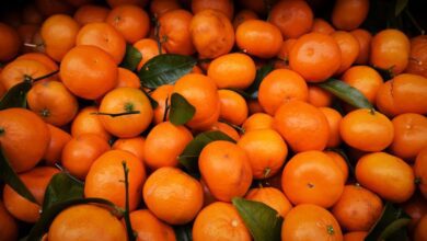 Mandalina Yemenin Saça Faydaları: C Vitamini Deposuyla Saç Sağlığınızı Destekleyin Mandalina Yemenin Saça Faydaları: C Vitamini Deposuyla Saç Sağlığınızı Destekleyin